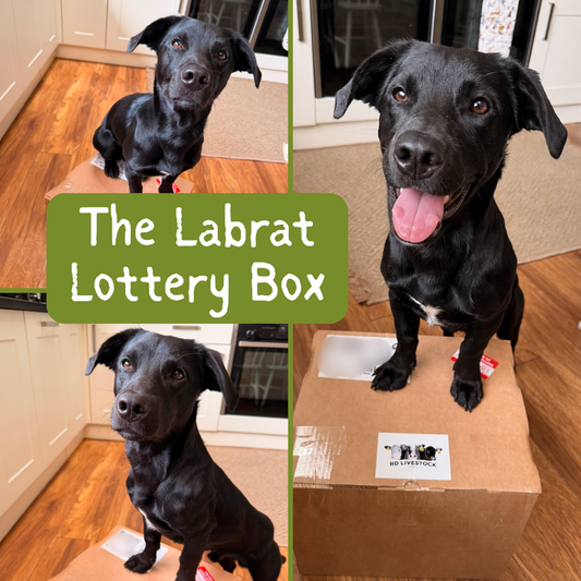 The Labrat Lottery Box