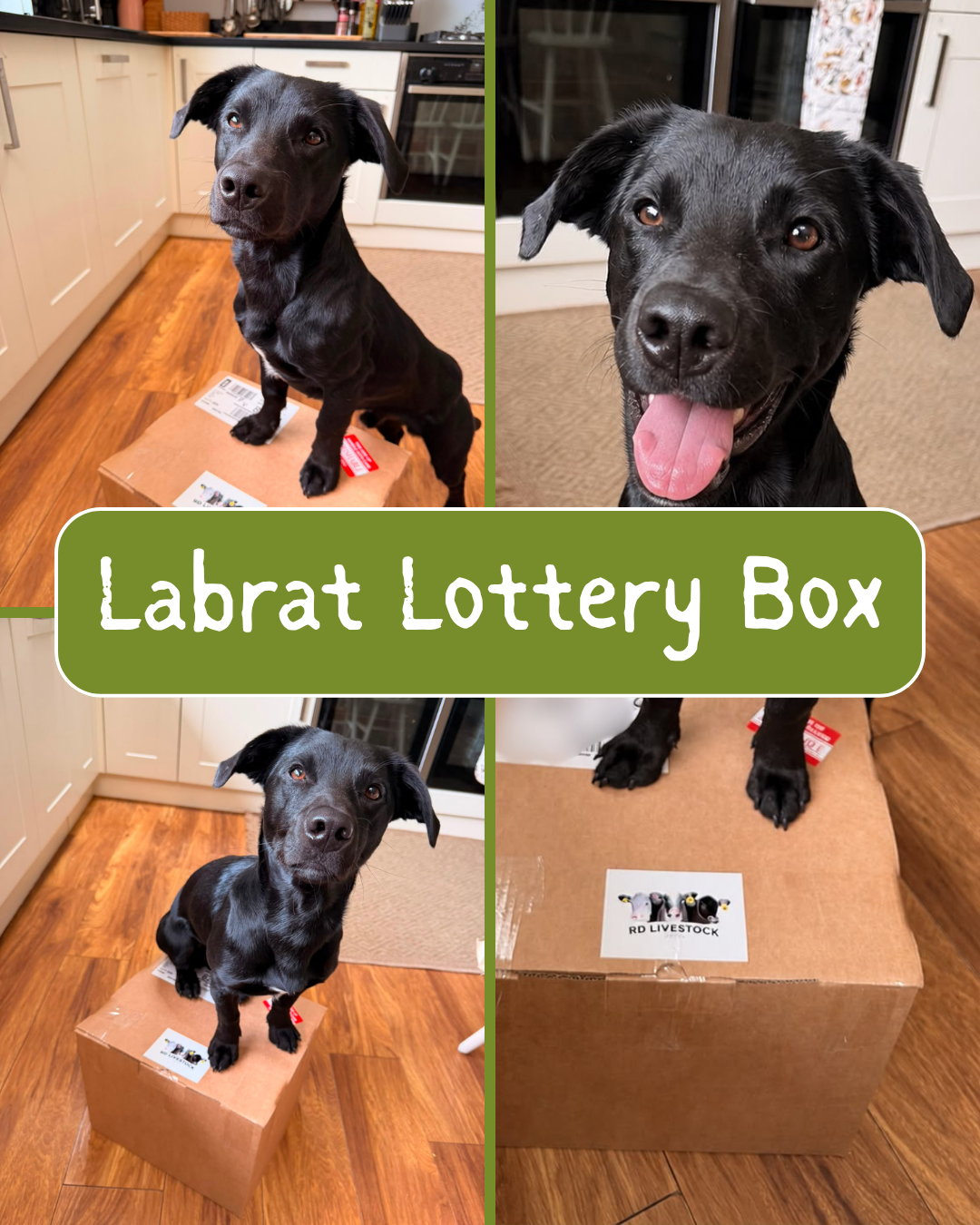 Labrat Lottery Box