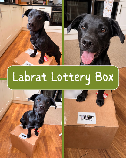 Labrat Lottery Box